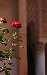 Personals Ad Forkiskiss